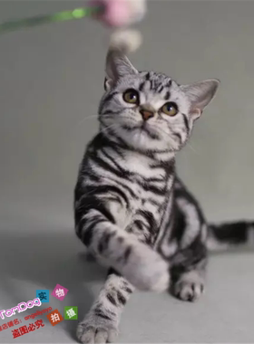 出售美国短毛猫美短起司猫美短银虎斑猫纯种家养猫宠物猫活体g