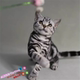 出售美国短毛猫美短起司猫美短银虎斑猫纯种家养猫宠物猫活体g