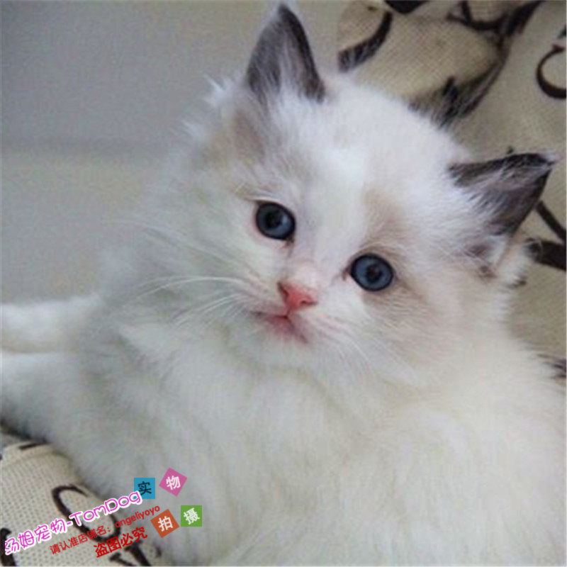 出售美国布偶猫宠物猫纯种双色活体幼猫猫咪家养幼崽布偶幼猫g