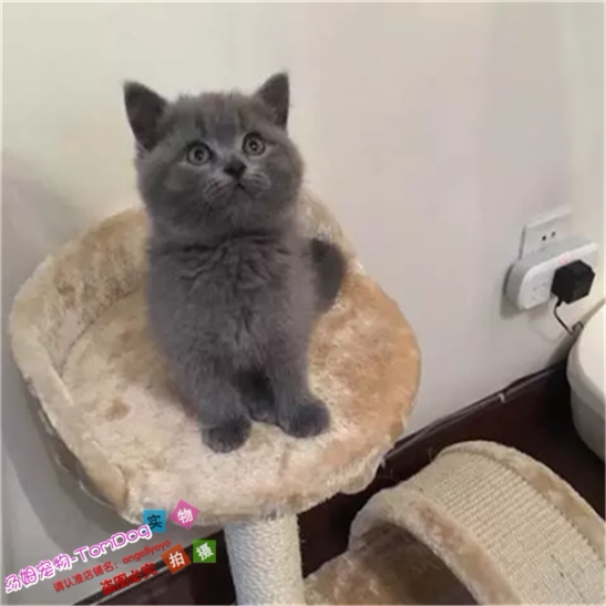 自家繁殖纯种宠物猫咪幼猫活体英国短毛猫英短蓝猫活体幼猫出售e