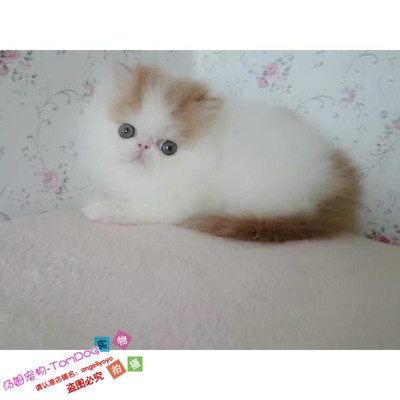 上海出售纯种活体异国短毛猫