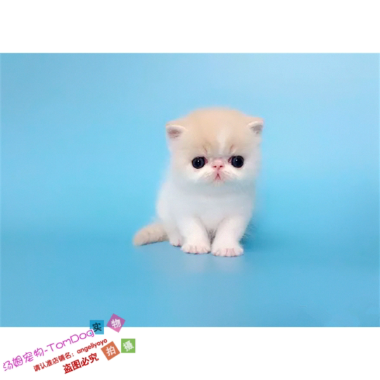 加菲猫活体猫咪纯种宠物猫异国短毛猫家养幼猫黄白乳白奶油色g