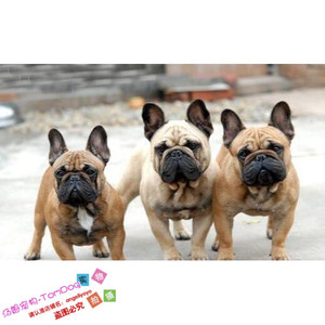 纯种法国斗牛犬幼犬活体法斗狗狗法牛红牛宠物狗狗欧版进口血统w