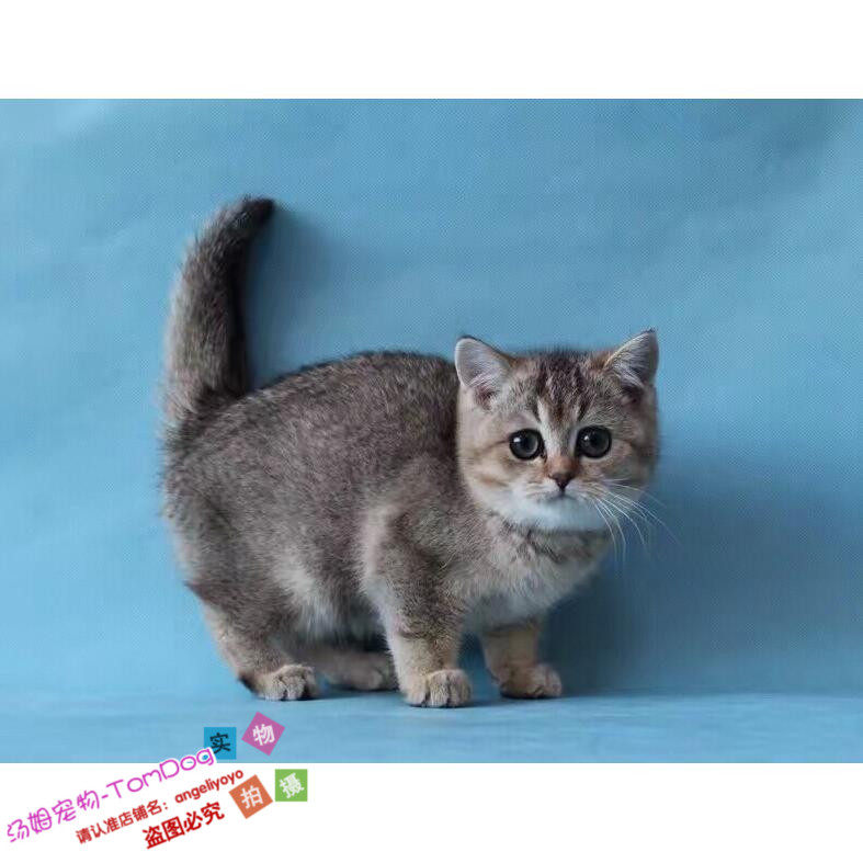 赛级金渐层英国短毛猫活体宠物纯种英短猫幼猫小猫猫家养繁殖g,宠物/宠物食品及用品,猫咪,淘宝优惠券,粉丝福利购,淘宝优惠卷