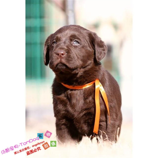 咖啡色拉布拉多活体幼犬纯种宠物狗狗巧克力色拉布拉多犬幼犬g,宠物/宠物食品及用品,狗狗,淘宝优惠券,粉丝福利购,淘宝优惠卷