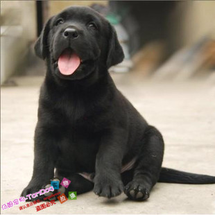 纯种拉布拉多幼犬狗狗宠物犬纯黑色精神品相好通人性重感情g
