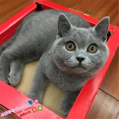 纯种英短蓝猫英国短毛猫活体幼猫宠物猫蓝猫立耳短毛猫g