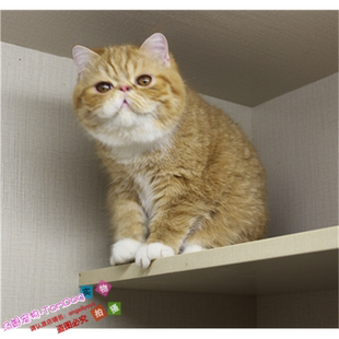 加菲猫宠物猫咪异国短毛猫家养纯种短毛幼猫活体红虎斑加菲幼猫g