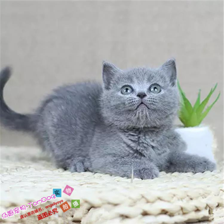 蓝猫宠物活体蓝白猫英短蓝白猫活体幼猫纯种英国短毛猫幼猫g