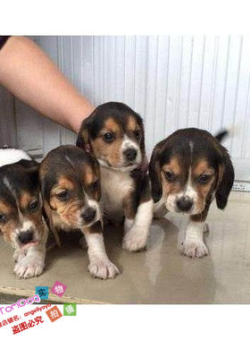 家养出售纯种赛级比格犬幼犬宠物狗活体比格幼犬米格鲁幼犬g