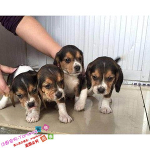 家养出售纯种赛级比格犬幼犬宠物狗活体比格幼犬米格鲁幼犬w