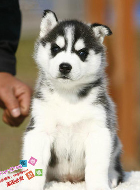 纯种黑色三把火赛级双血统哈士奇幼犬活体ddmm均有全国发货进口g