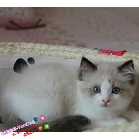 出售布偶猫海豹蓝山猫双色重点色流星手套布偶猫家养宠物活体g