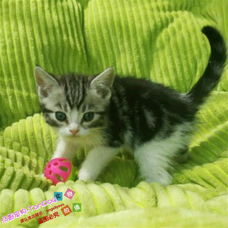 美国短毛猫美短立耳银虎斑幼猫活体起司猫美短加白宠物小猫咪g,宠物/宠物食品及用品,猫咪,淘宝优惠券,粉丝福利购,淘宝优惠卷