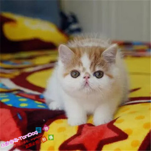 上海出售异国短毛猫纯种加菲猫宠物猫活体幼猫加菲猫家菲纯种猫g