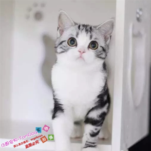 出售美短加白起司猫美短银虎斑加白纯种美短立耳幼猫宠物猫活体g