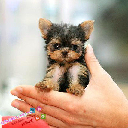 赛级双血统约克夏幼犬袖珍巴掌约克夏狗狗长不大茶杯犬宠物狗g,宠物/宠物食品及用品,狗狗,淘宝优惠券,粉丝福利购,淘宝优惠卷