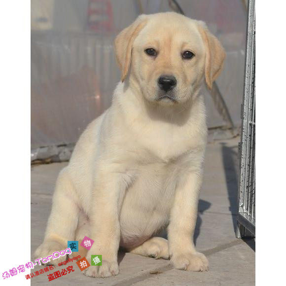 纯种拉布拉多狗狗纯种幼犬家养伴侣犬重感情通人性品相好骨量大o