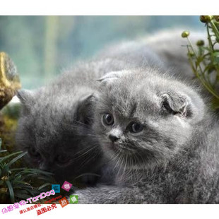 出售蓝猫幼崽英短蓝猫活体宠物猫纯种折耳蓝猫活体幼猫猫英短g