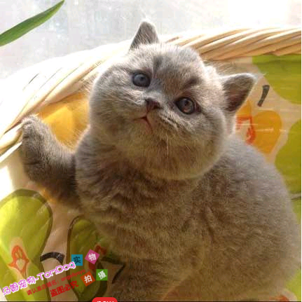 家养纯种英短猫咪英国短毛猫幼猫英短蓝猫银渐层猫宠物活体e