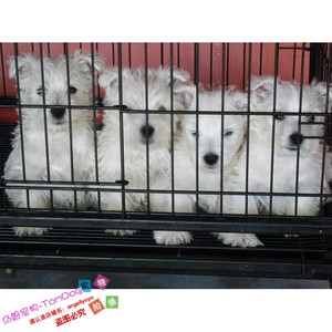 家养赛级活体西高地幼犬宠物狗纯种西高地白梗已打疫苗和驱虫g