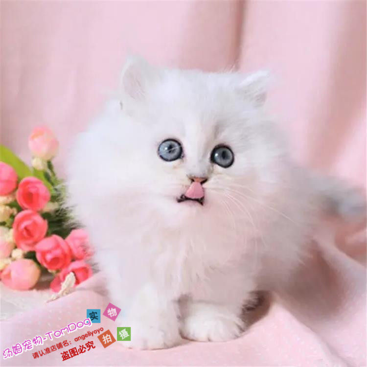 cfa赛级出售幼猫长毛猫纯种家养金吉拉宠物猫活体金吉拉猫咪o