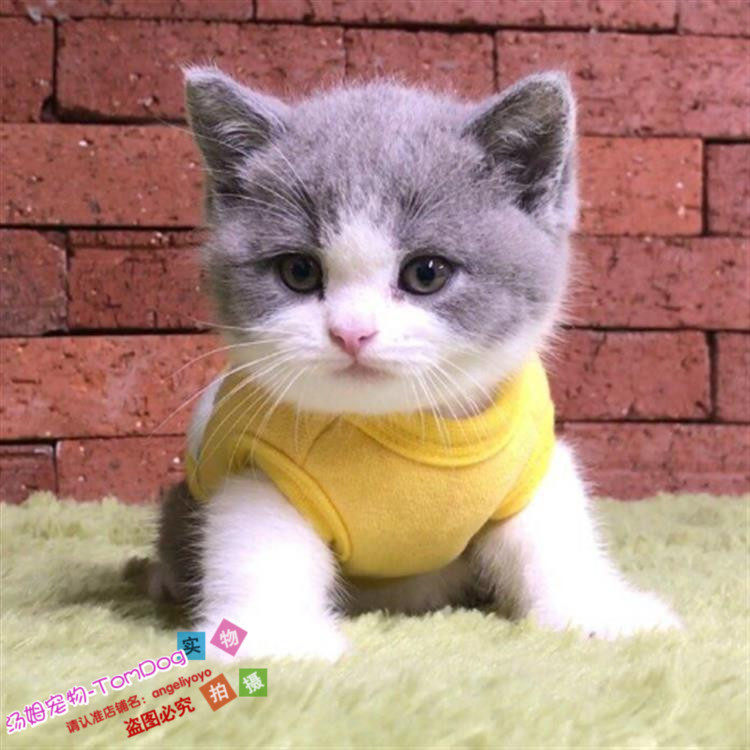 注册猫舍出售英国短毛猫纯种活体幼猫英短蓝猫宠物猫蓝猫蓝白g,宠物/宠物食品及用品,猫咪,淘宝优惠券,粉丝福利购,淘宝优惠卷