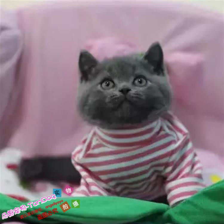 出售赛级家养纯种英短蓝猫英国短毛猫活体幼猫宠物猫立耳蓝猫g