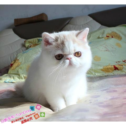 上海出售纯种活体异国短毛猫