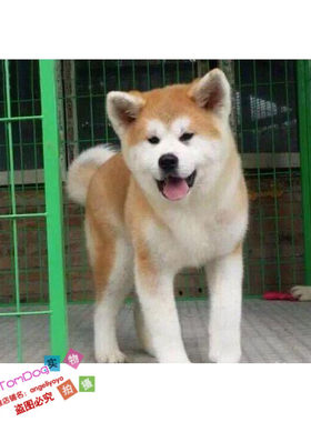 出售双血统日本活体赤色纯种幼犬