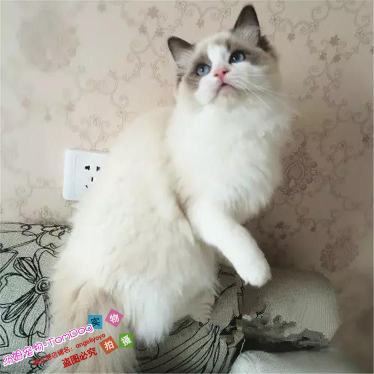 纯种布偶猫布偶猫活体双色大开脸布偶山猫布偶幼猫宠物猫包纯种o