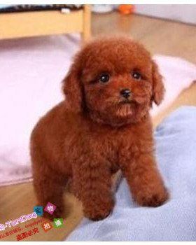 赛级红泰迪幼犬茶杯纯种活体泰迪狗玩具型迷你赛级灰色贵宾77g