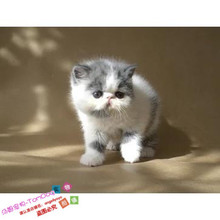 加菲猫宠物猫咪家养纯种异国短毛猫1