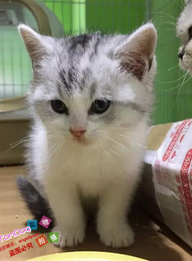 出售加白起司猫美国短毛猫家养活体幼猫宠物猫纯种美短银虎斑猫g