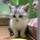 出售加白起司猫美国短毛猫家养活体幼猫宠物猫纯种美短银虎斑猫g