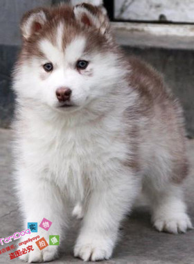 红色哈士奇纯种幼犬三火蓝眼西伯利亚雪橇犬狗狗宠物犬血统纯正g