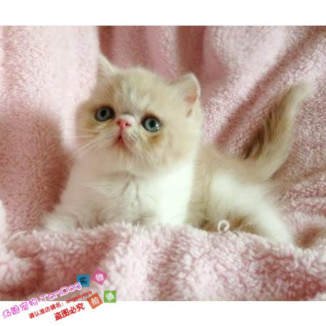 出售纯种加菲猫幼猫活体宠物猫异国短毛猫活体幼猫家养猫咪g,宠物/宠物食品及用品,猫咪,淘宝优惠券,粉丝福利购,淘宝优惠卷
