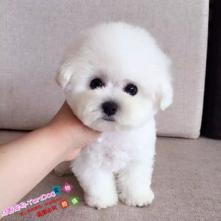 出售法国纯种比熊幼犬迷你小体比熊犬茶杯犬小型犬宠物狗狗BX2g