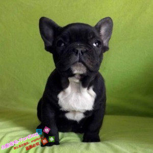 纯种活体赛级双血统英国斗牛犬幼犬英斗英牛老虎狗宠物狗狗法斗g,宠物/宠物食品及用品,狗狗,淘宝优惠券,粉丝福利购,淘宝优惠卷