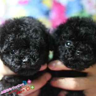黑色纯种泰迪幼犬活体公母全有健康品相好长相甜美宠物狗g