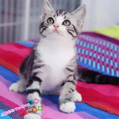 赛级美短加白美国短毛猫银虎斑加白起司猫宠物猫家养活体幼猫g