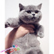 俄罗斯蓝猫上海蓝猫英短蓝猫银渐层美短宠物猫短毛猫做好疫苗g