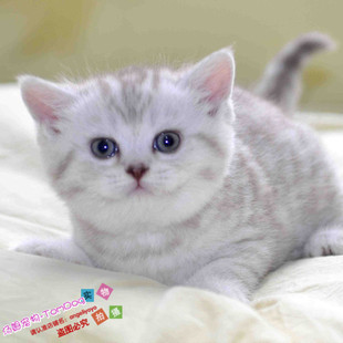 出售英国短毛幼猫活体宠物英国短毛猫纯种英短猫英短银渐层活体g