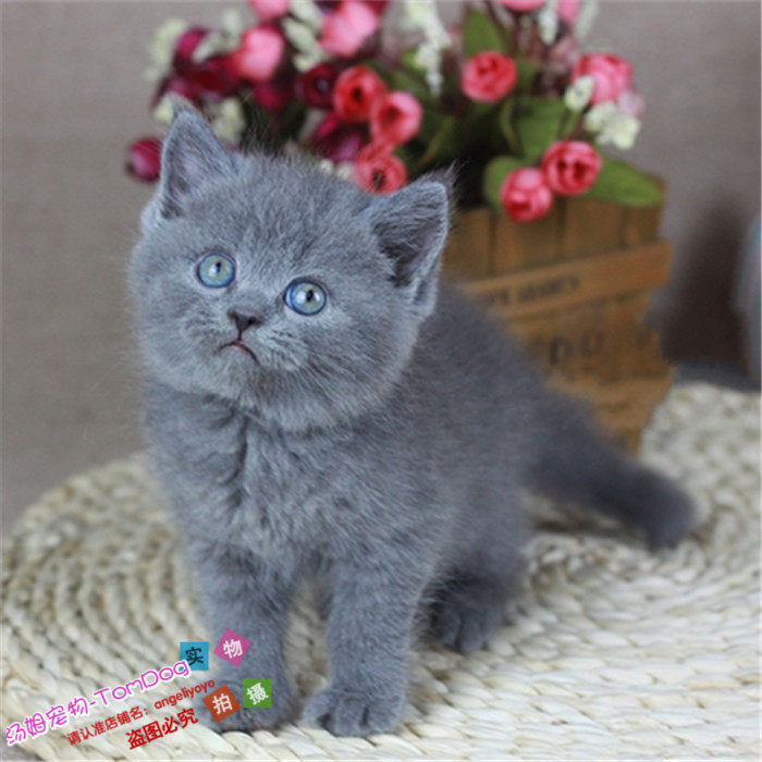 纯种英短蓝猫英国短毛猫活体宠物猫幼猫包子脸蓝猫幼崽y