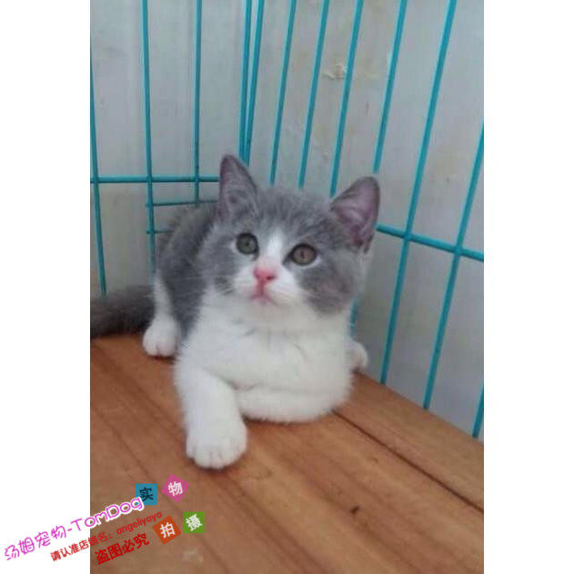 宠物猫咪活体英国短毛猫八字脸蓝白双色英短出售家养繁殖g