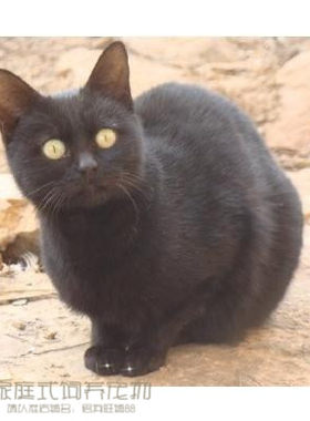 招财猫纯种活体孟买猫
