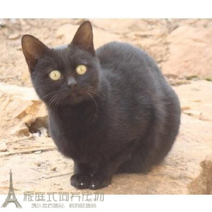 纯种赛级孟买猫幼猫孟买小黑豹宠物猫活体小黑猫短毛猫咪小猫g