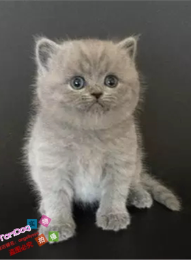 出售活体纯种英国短毛猫