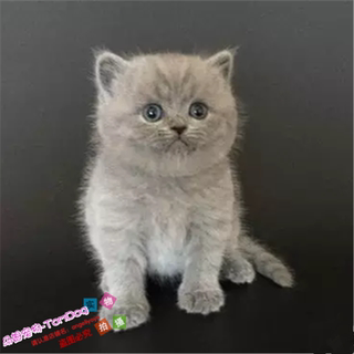 家庭猫舍出售英短蓝猫英国短毛猫蓝猫活体宠物猫纯种家养幼猫g