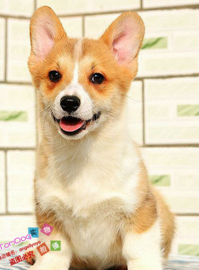 出售赛级黄白色威尔士柯基犬纯种柯基活体宠物狗柯基幼犬L005g